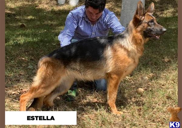flGermanShepherd Picture 1